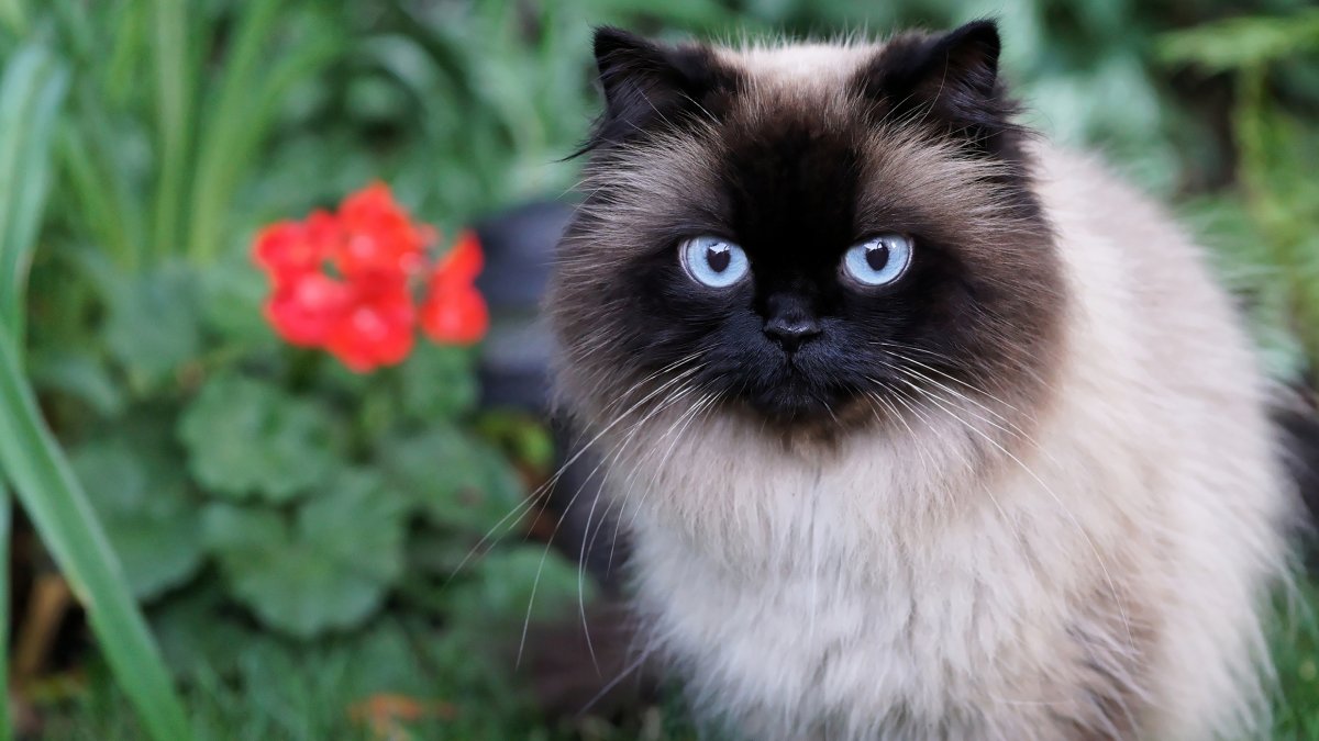 Сиамский кот длинношерстный