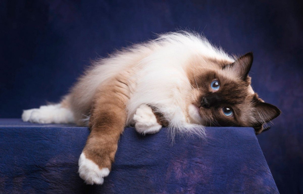 Бирманская кошка колор поинт