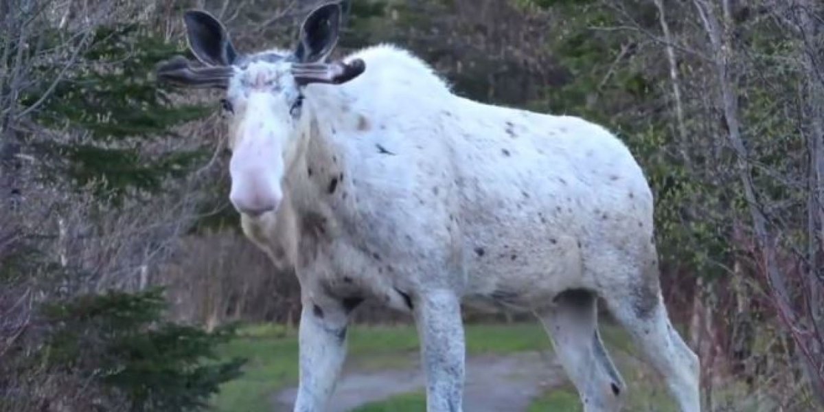 Лось гибрид