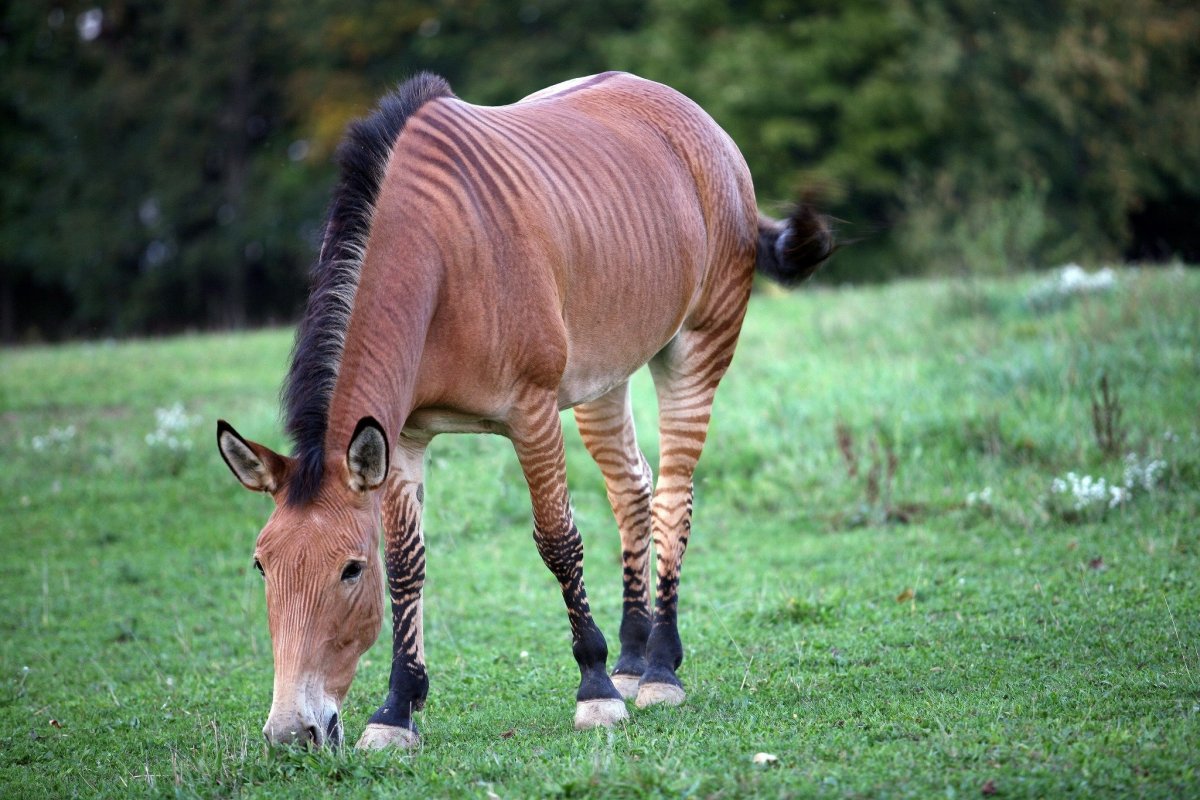 Гибрид лошади и коровы