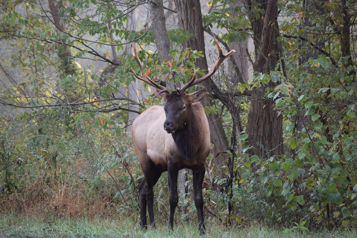 Лось живопись