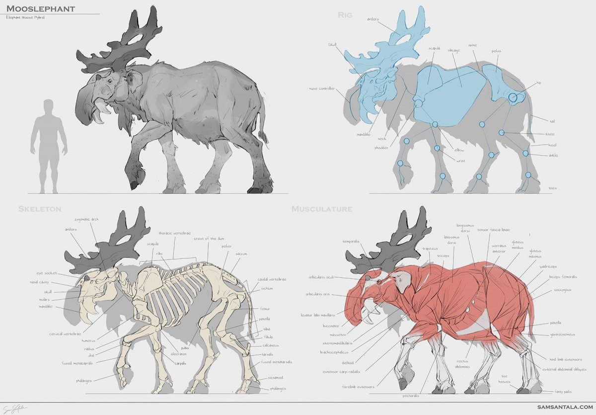 Анатомия лося