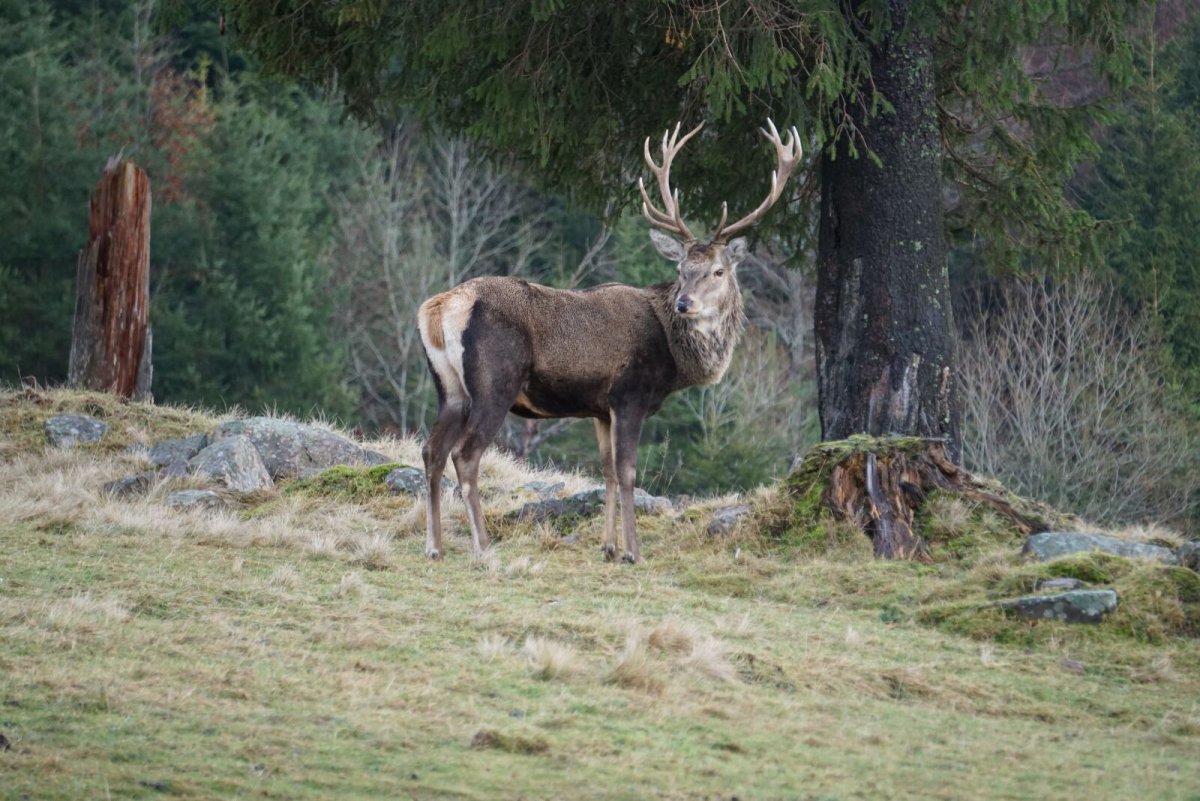 Лань и лошадь