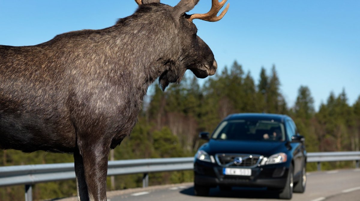 Белый Лось альбинос