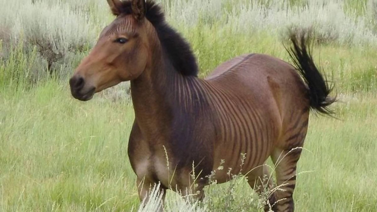 Гибрид зебры