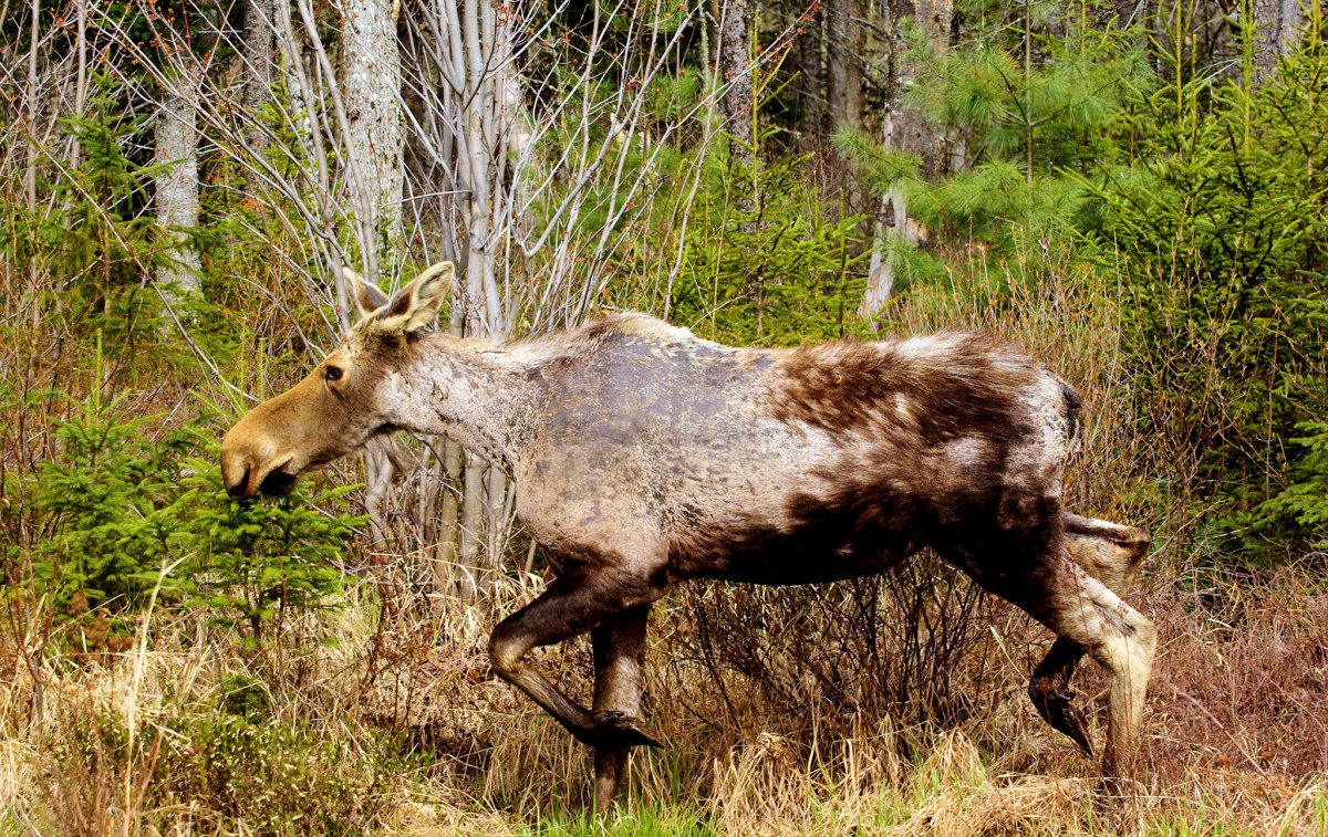 Зеброид – гибрид зебры и осла