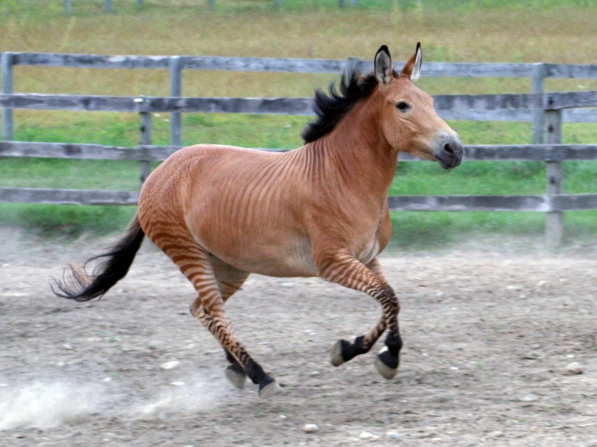 Зеброид – гибрид зебры и осла