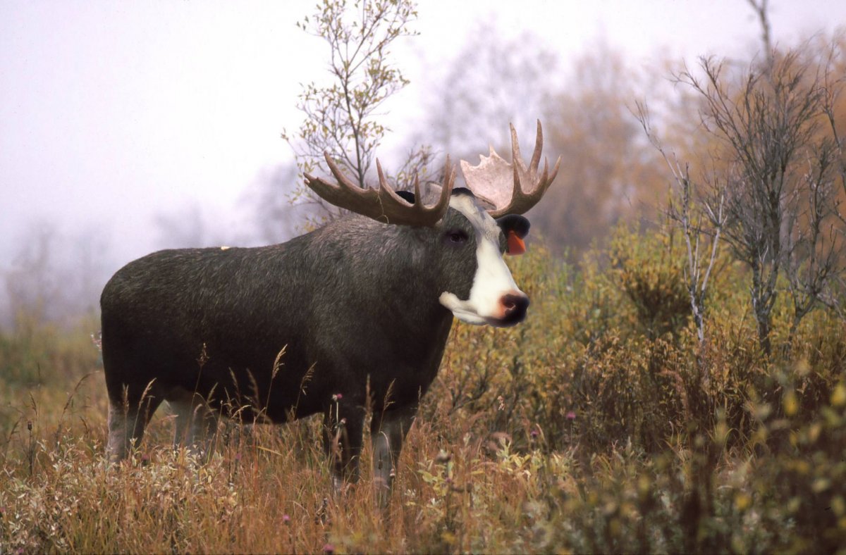 Голова лося скульптура