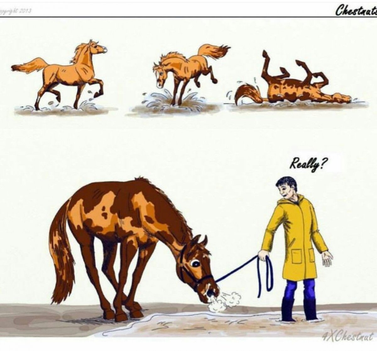 Лошадь юмор
