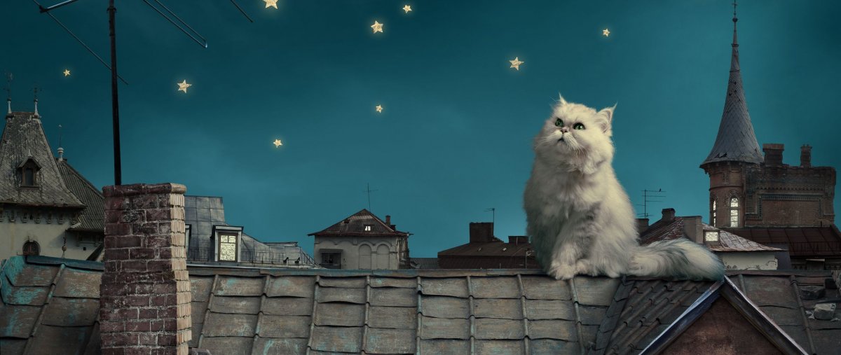 Котики рисунок обои