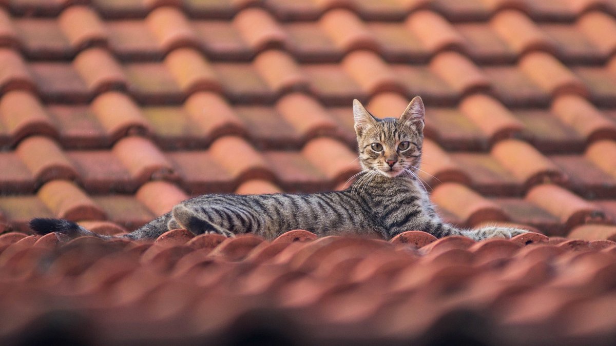 Кот на крыше здания