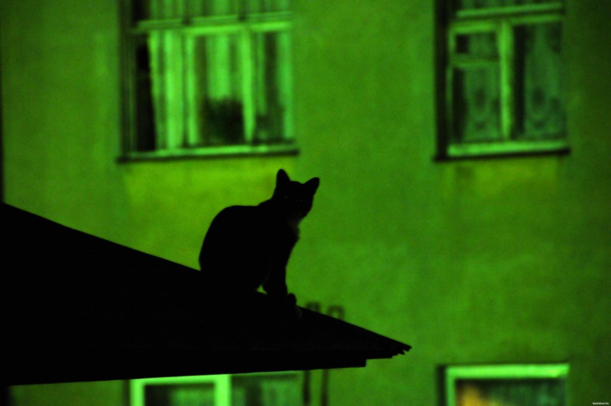 Белый кот на крыше