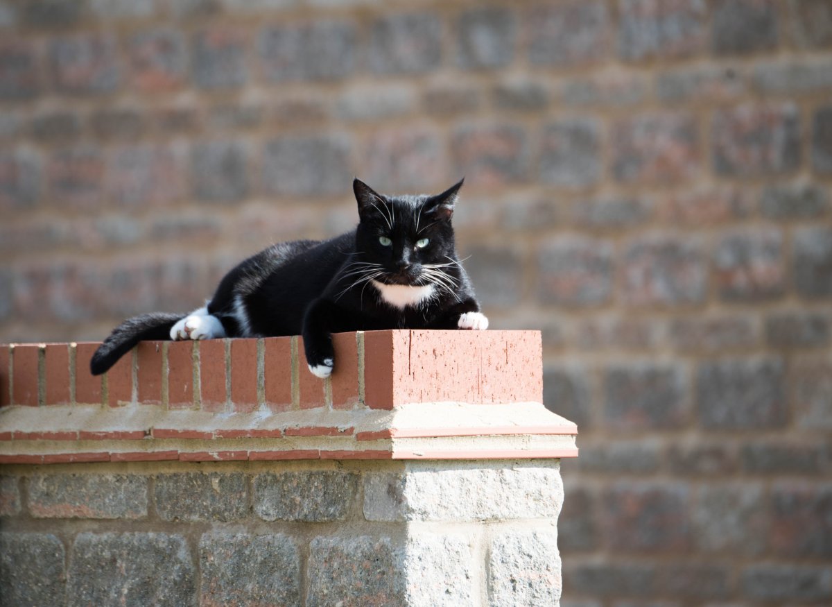 Кот на крыше