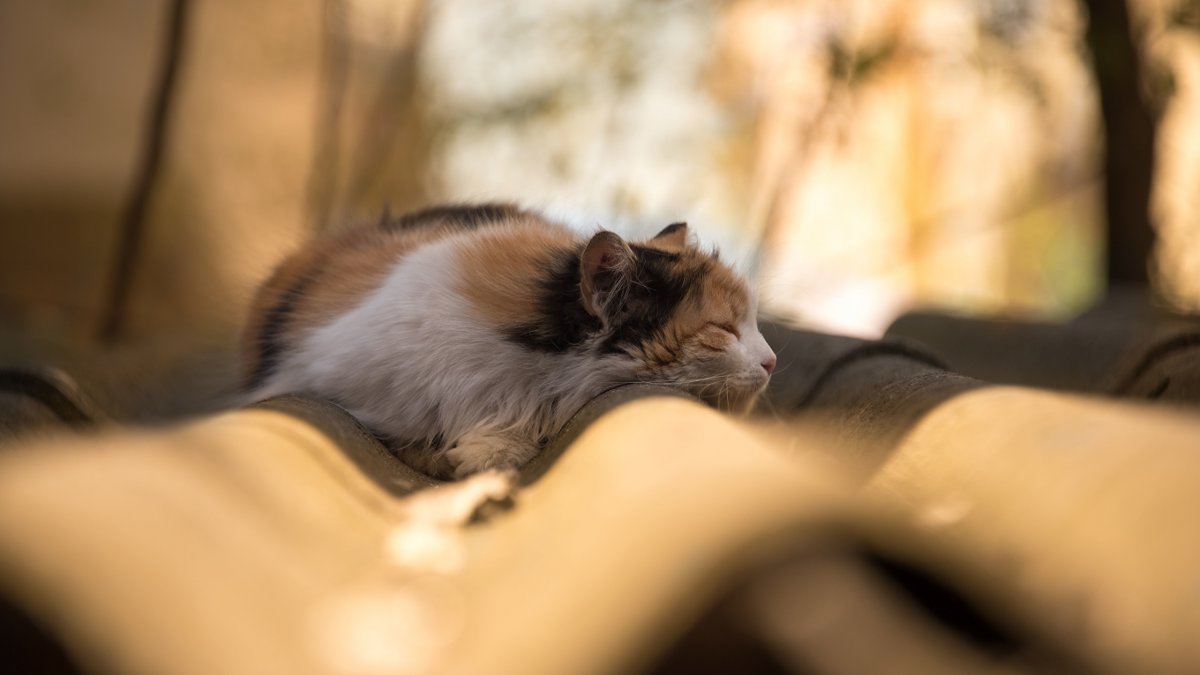 Черный кот ночью