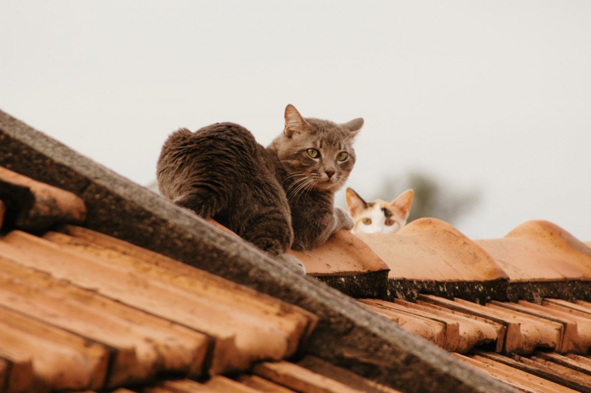 "Лунный кот"