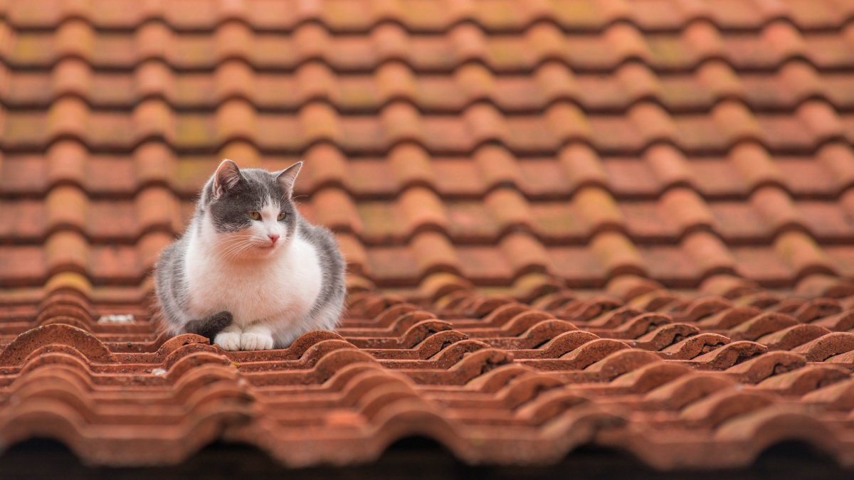 Коты гуляют по крышам