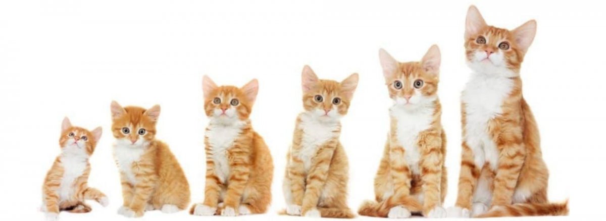 Котята до и после взросления