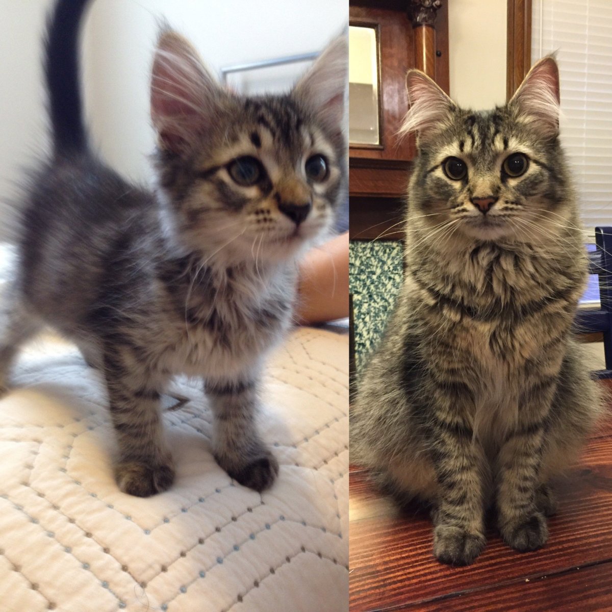 Таблица роста веса черной немецкой овчарки