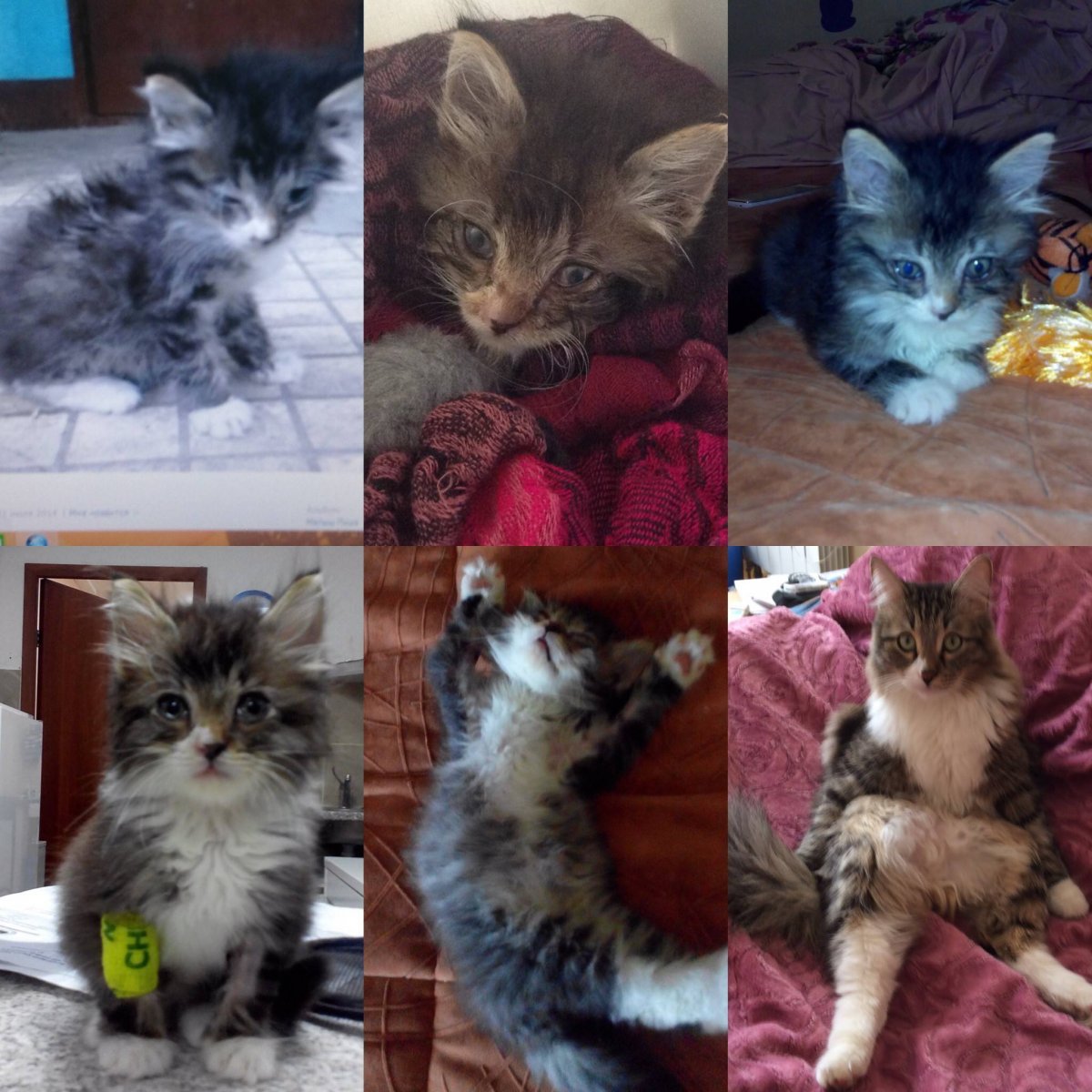 Котята по месяцам