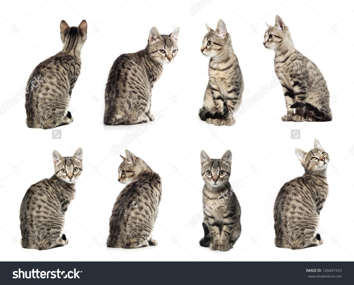 Кошка с разных ракурсов