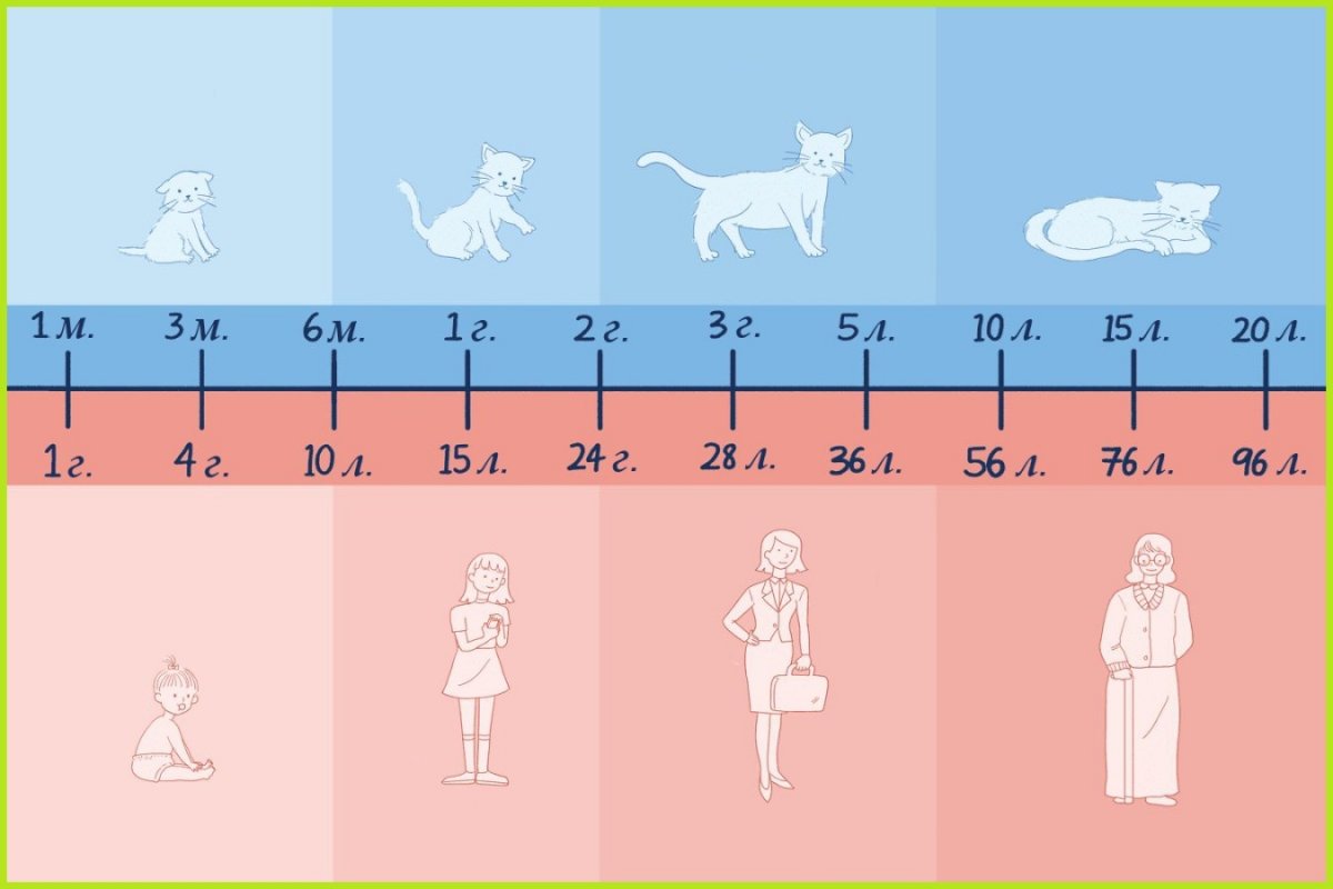 Как маркируют котов