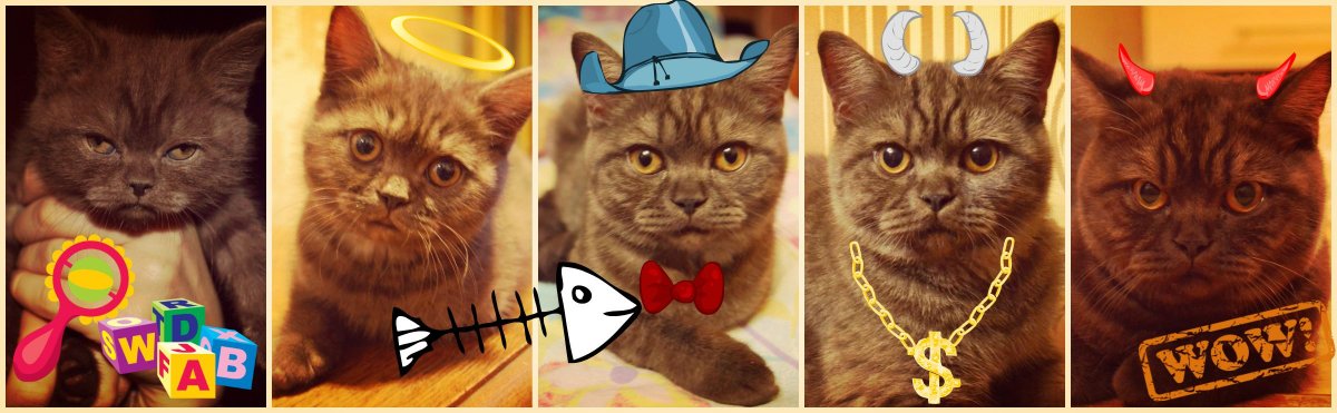 Саванна порода кошек размер и вес