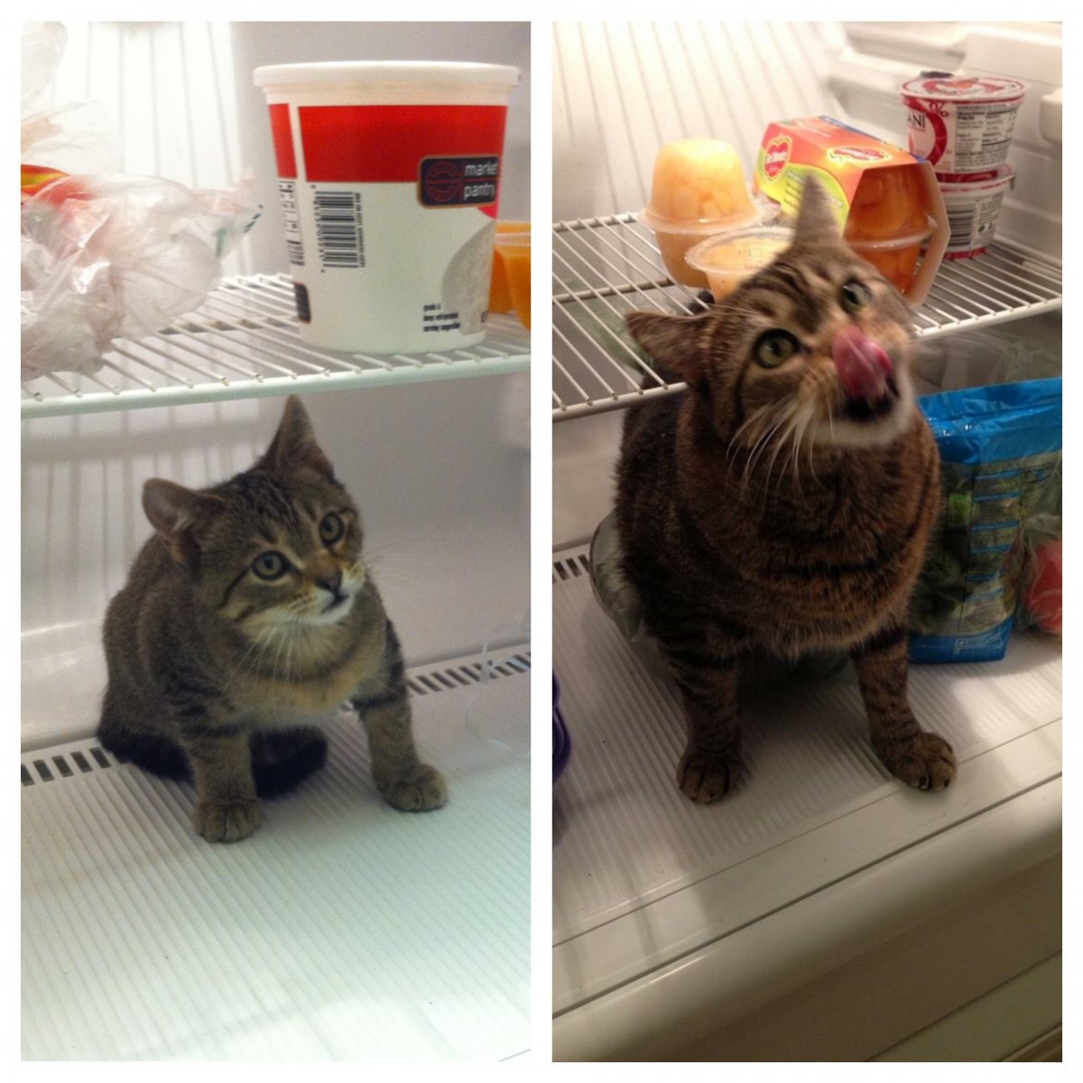 Окрасы кошек