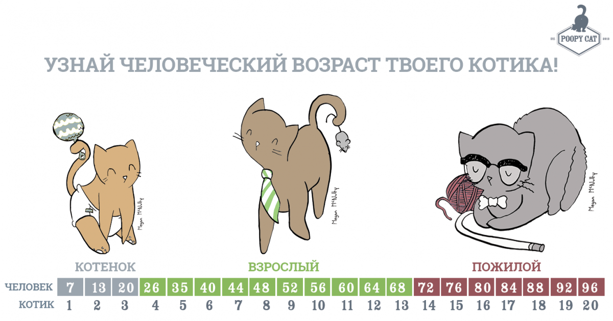 Взросление котенка по месяцам