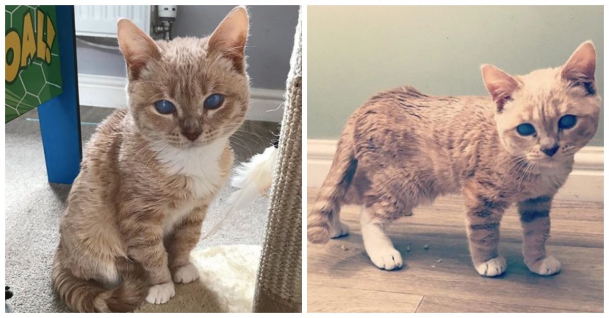 Задачки про кошек