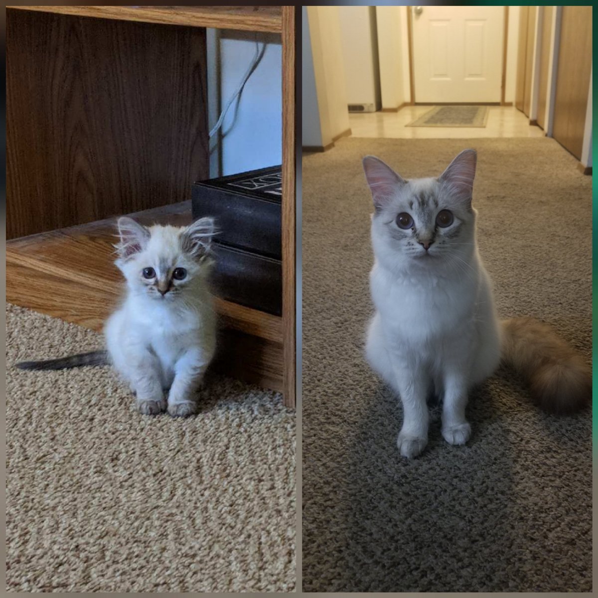 Милые фоны для презентаций