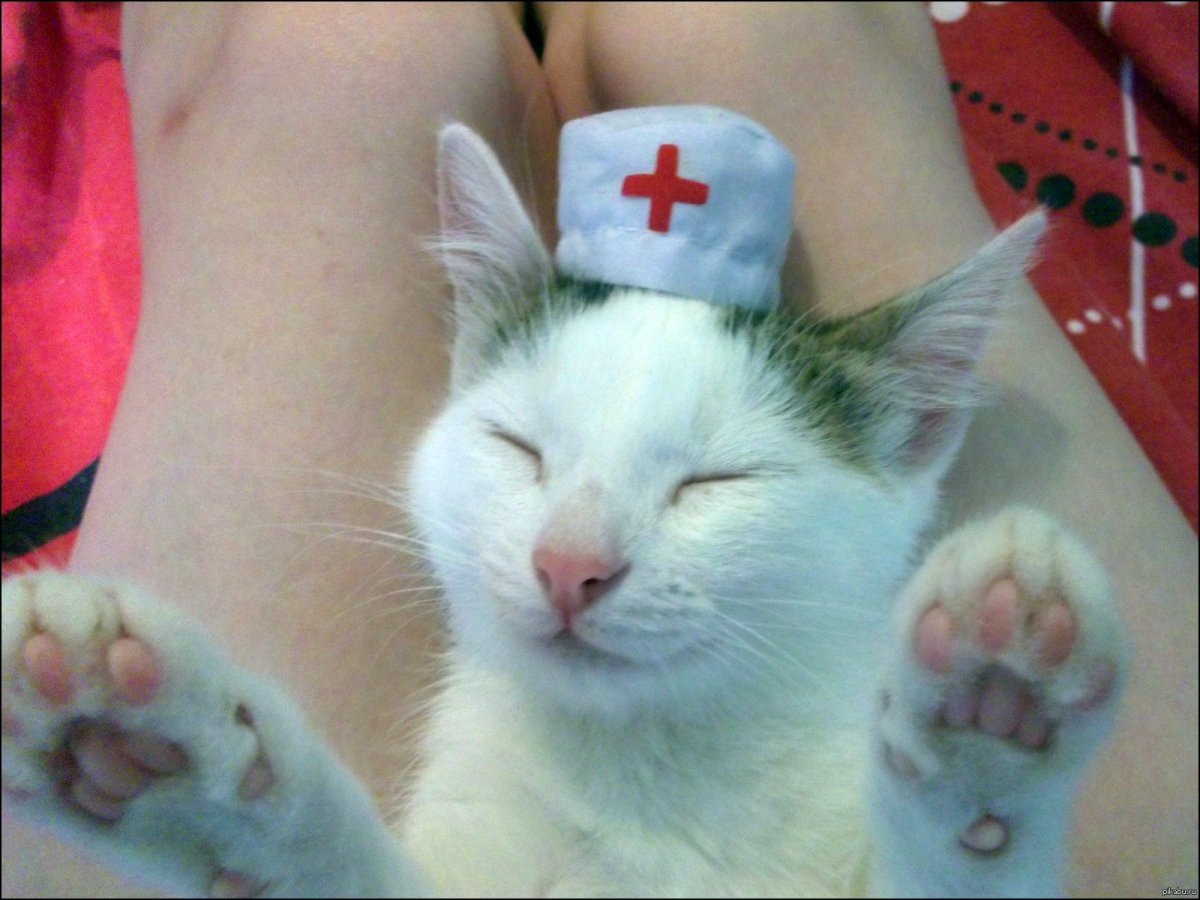 Кот костюмы на животных