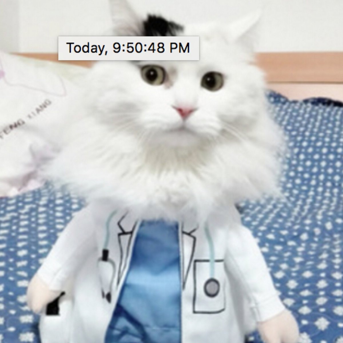 Котик в костюме доктора