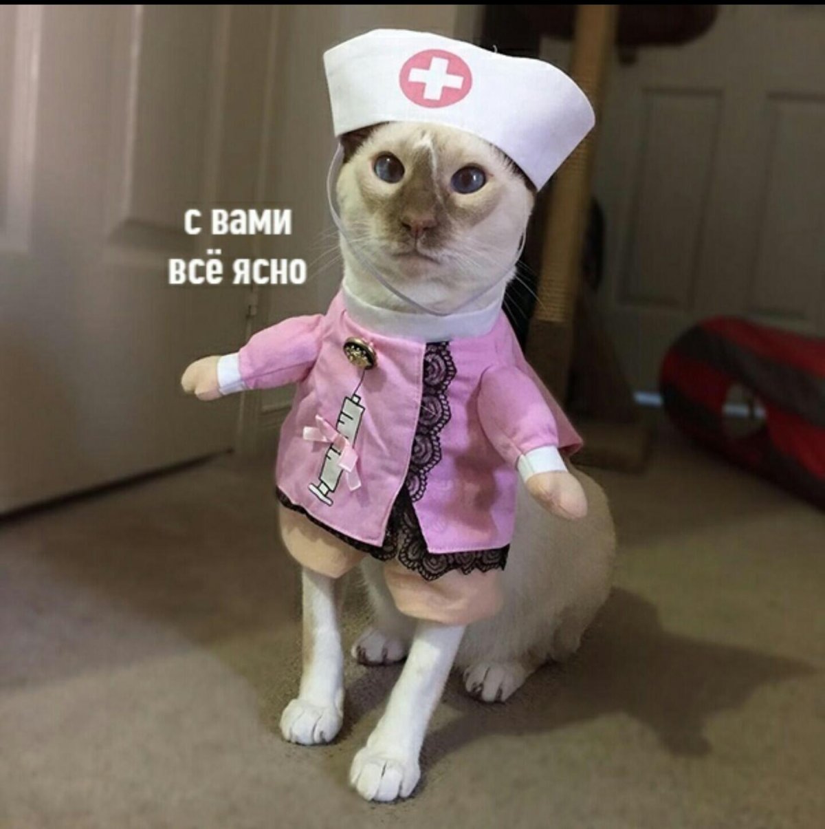 Кошка медик