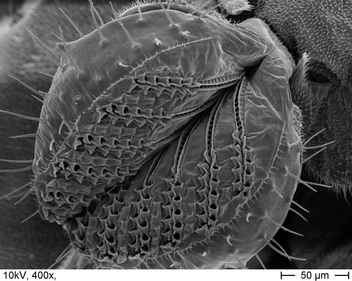 Тардиграда микроскоп