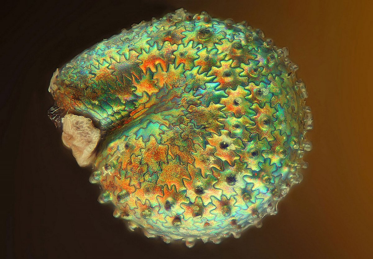 Человеческие органы под микроскопом