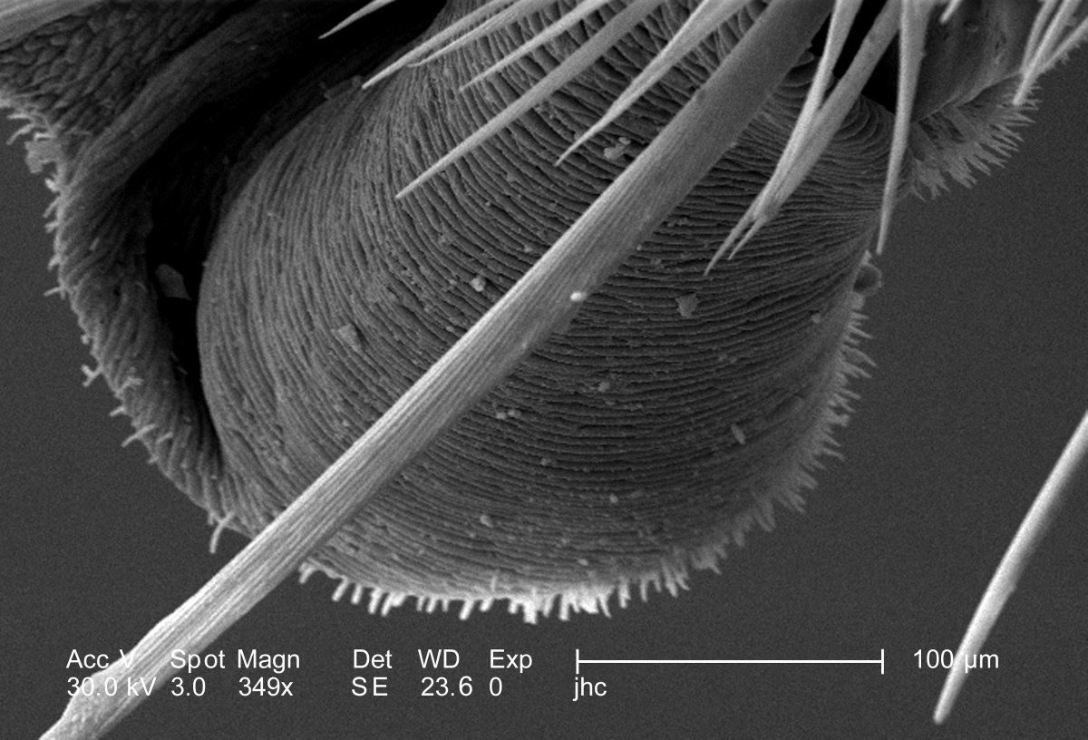 Радиолярии под микроскопом