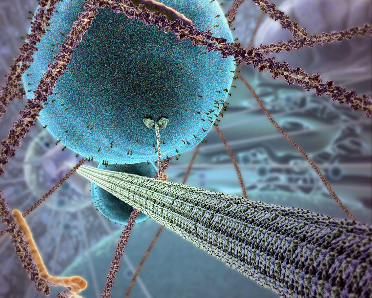 Кинезин шагающий белок