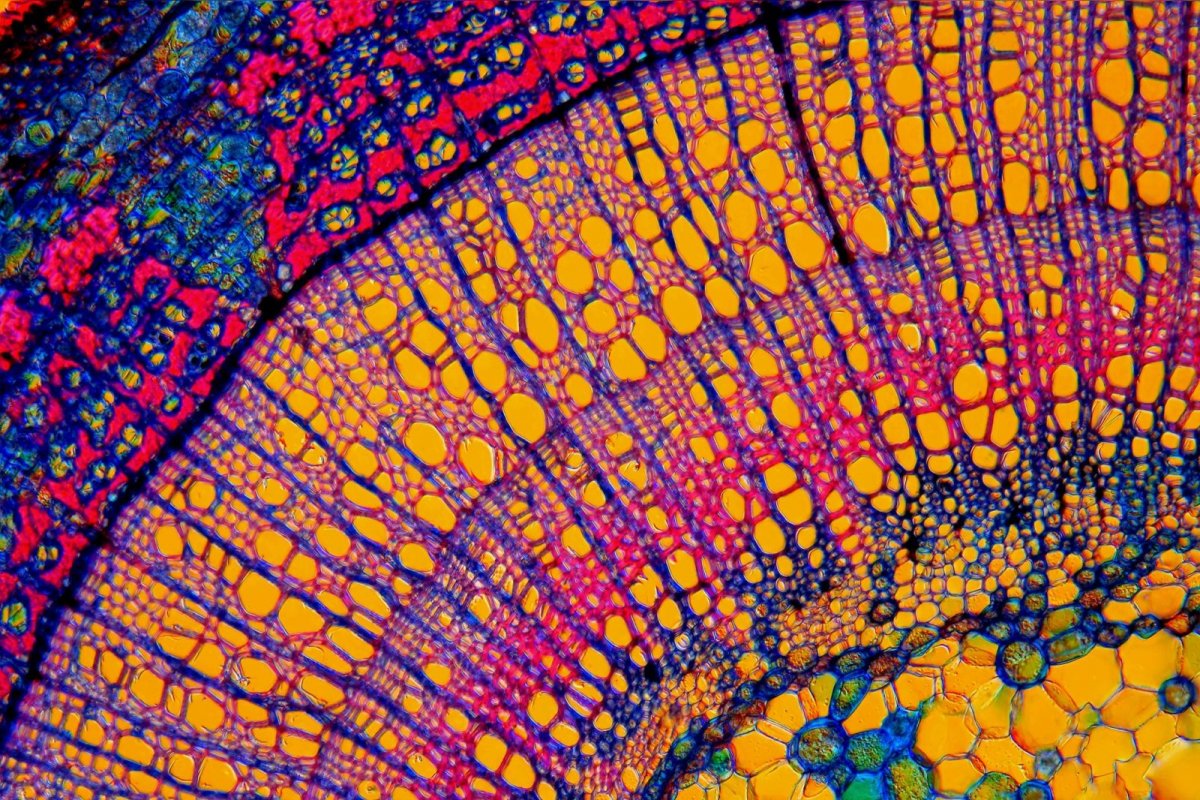 Срез под микроскопом