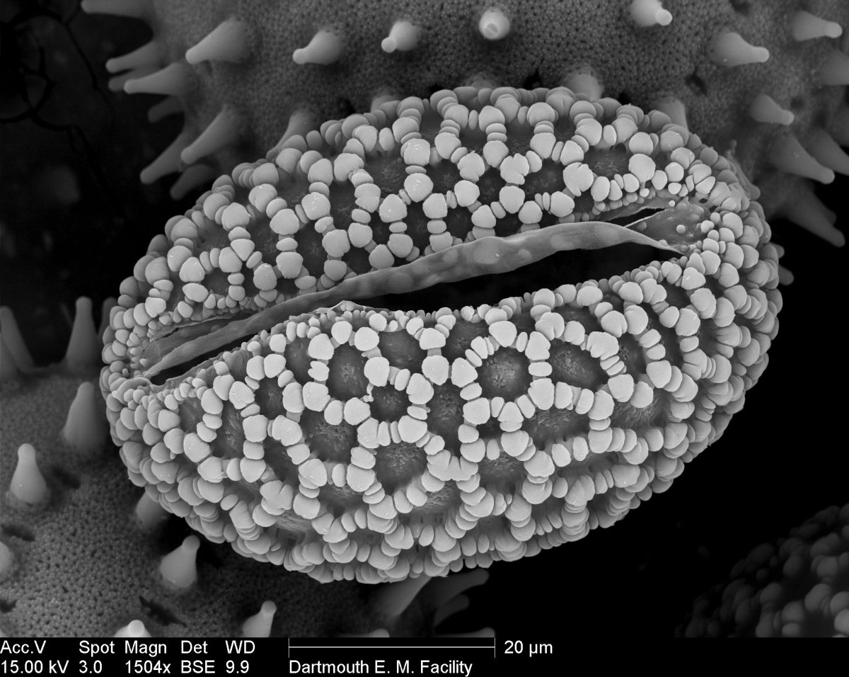 Пыльца кукурузы под микроскопом