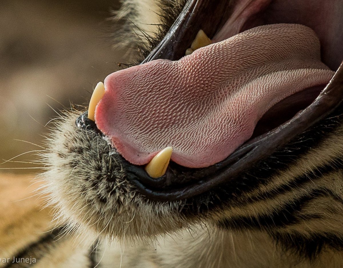 Нос кошки под микроскопом