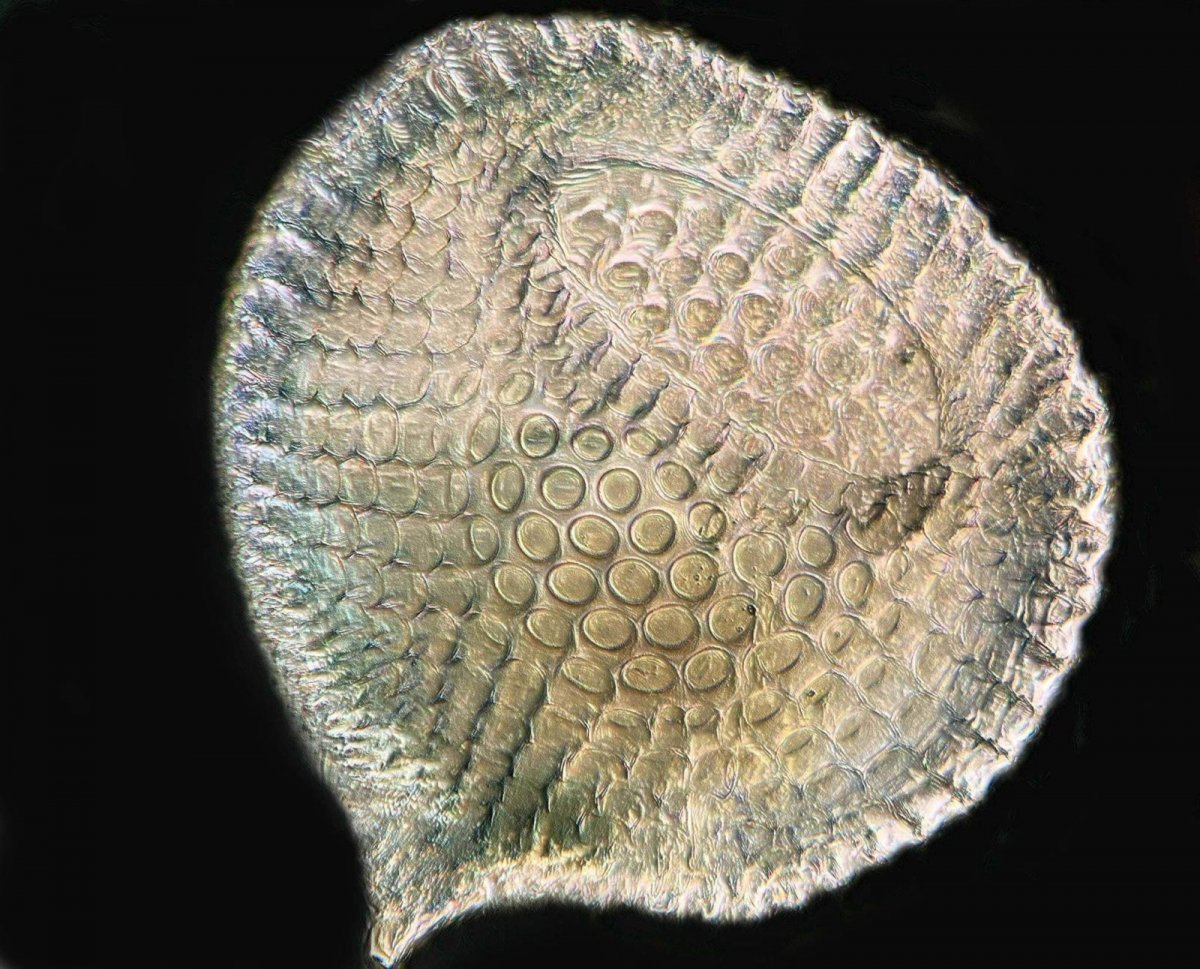 Пыльца цветковых растений под микроскопом