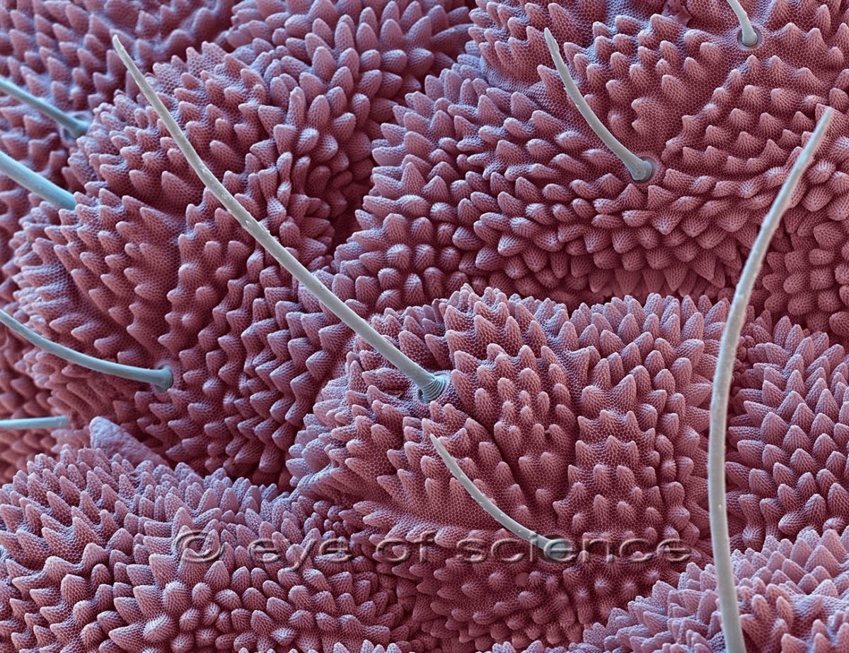 Кожа человека под микроскопом