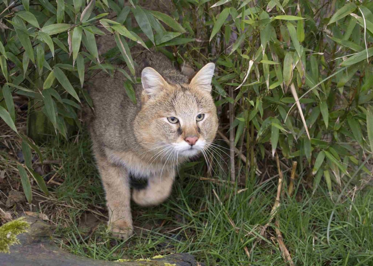 Камышовый кот домашний