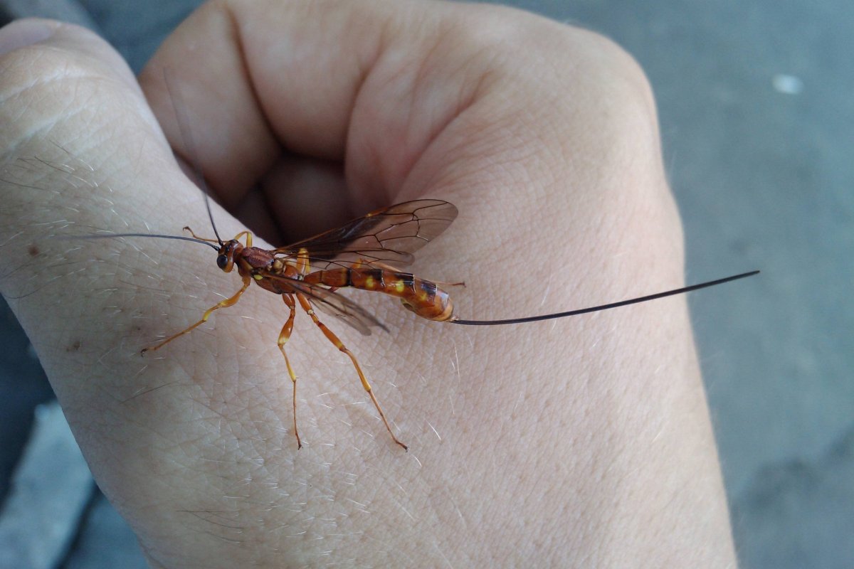 Подёнка чёрная