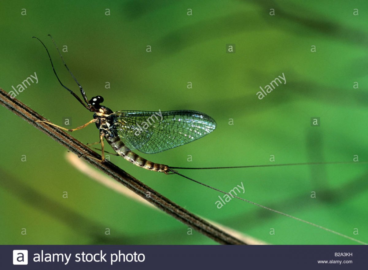 Лиссонота (менискус)