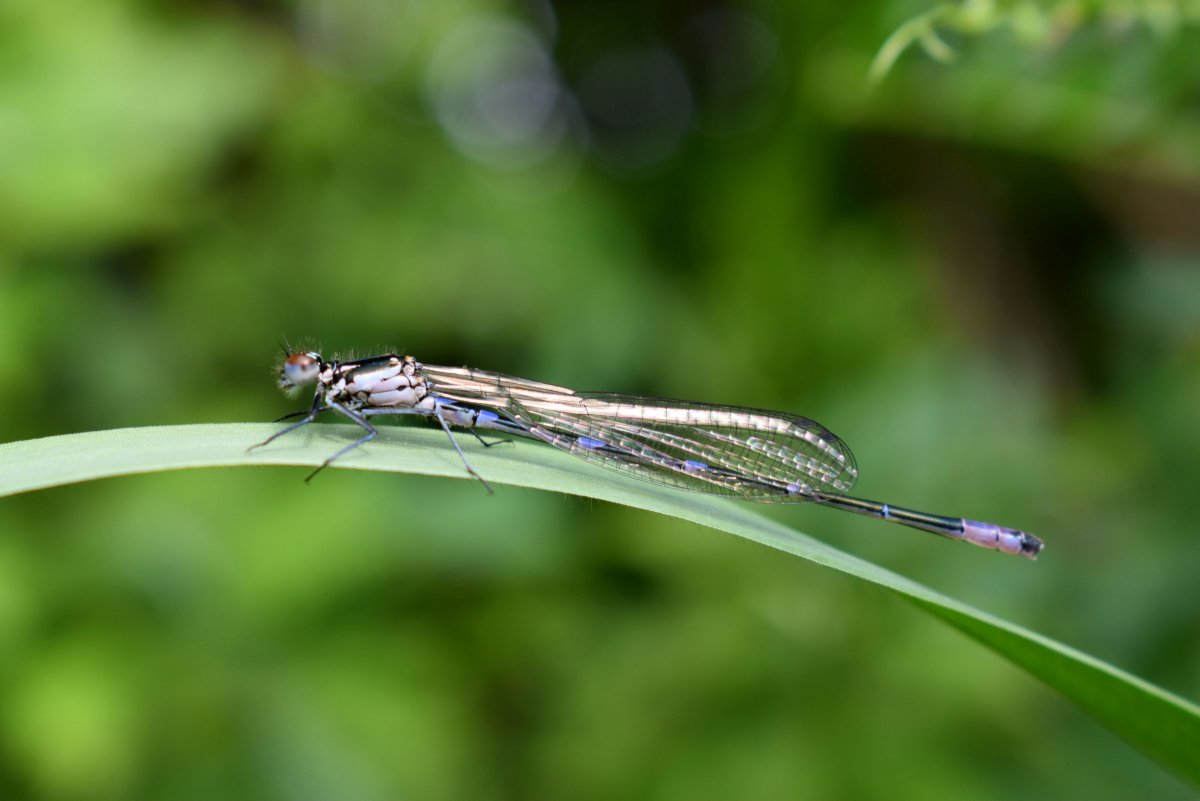 Оса-наездник яйцеклад