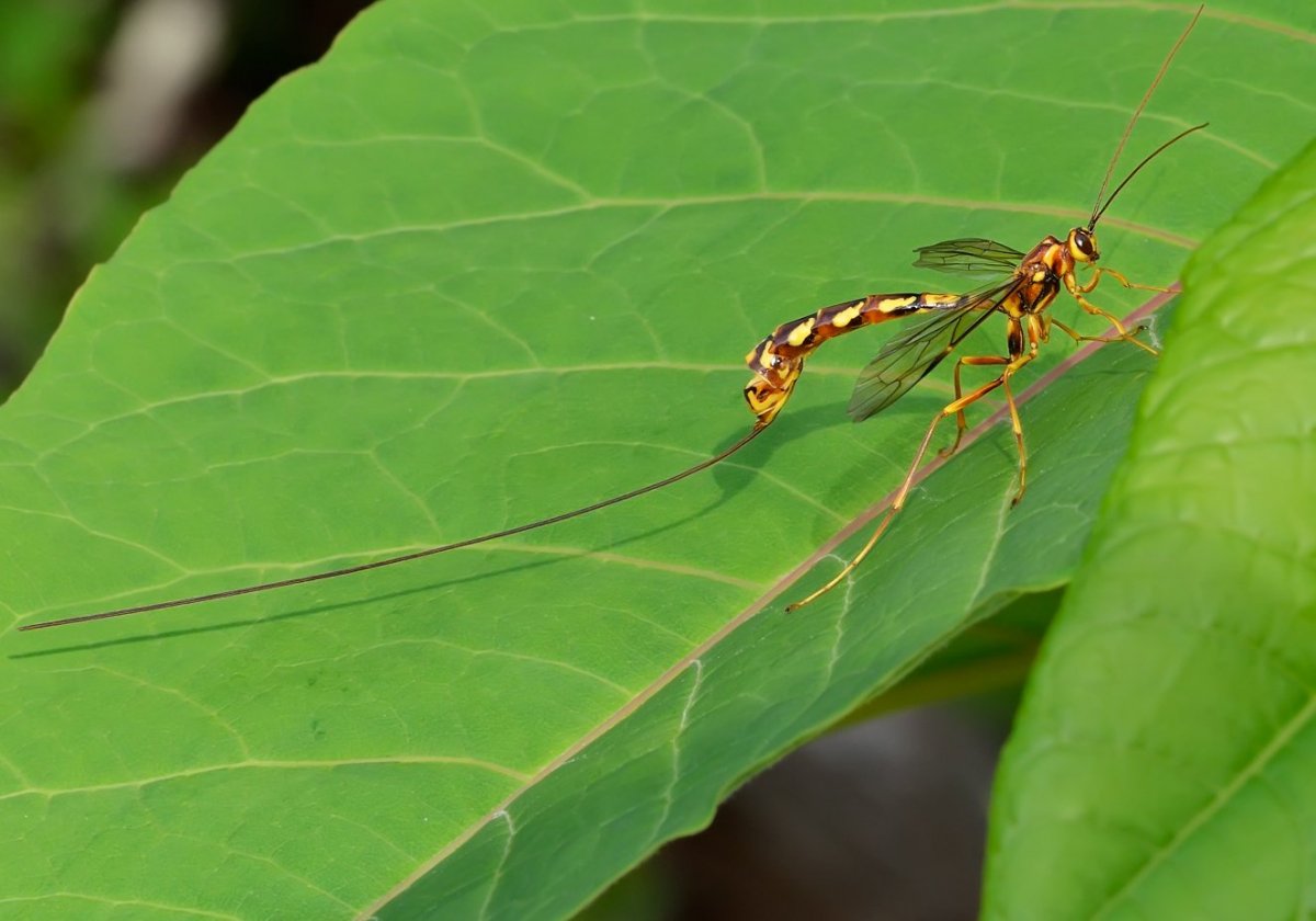 Насекомые с жалом на хвосте
