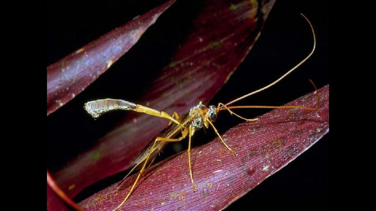 Что за насекомое