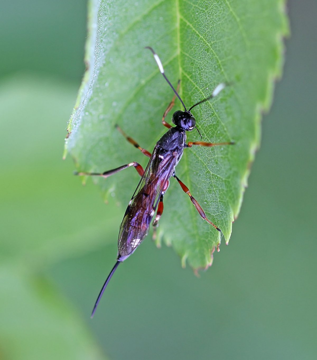 Жук наездник укус