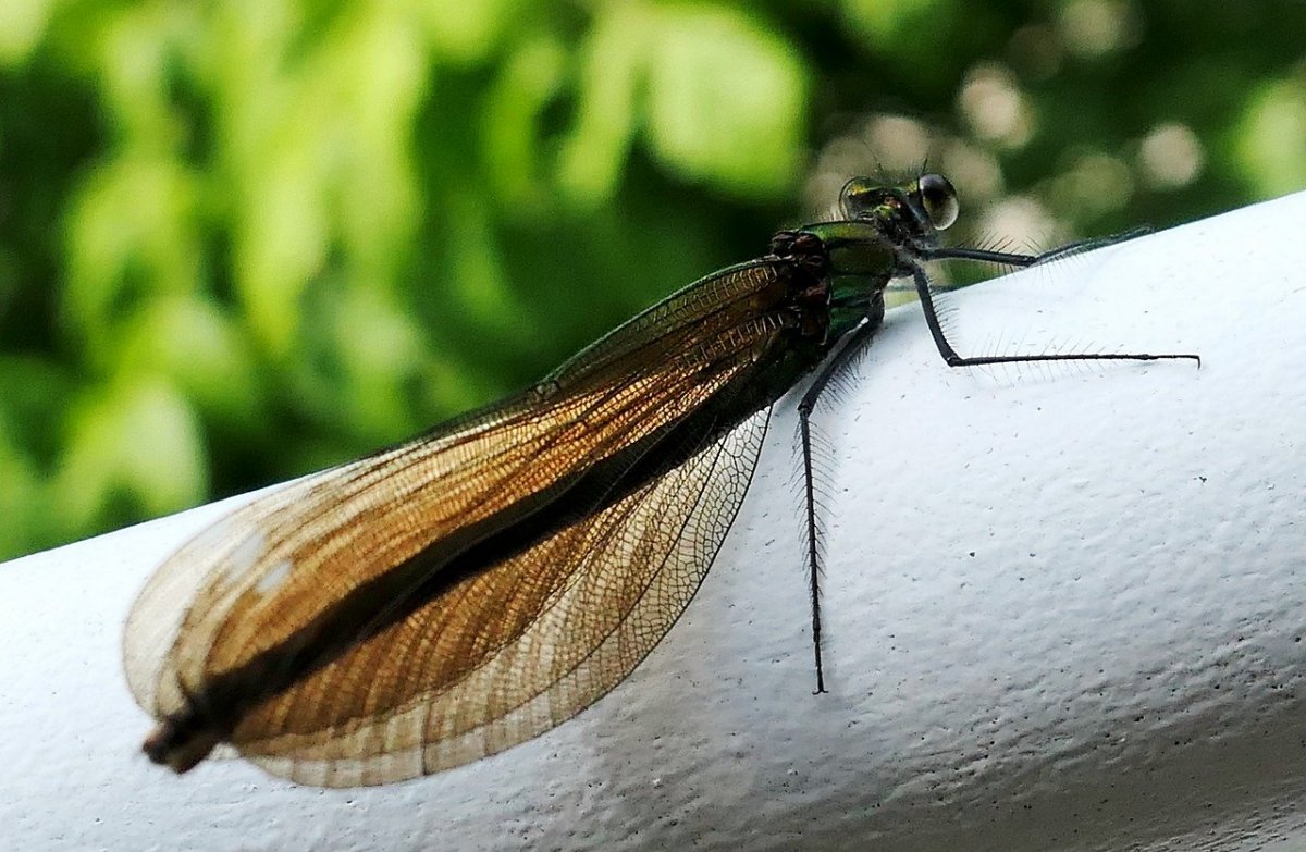 Летающие насекомые с двумя крыльями